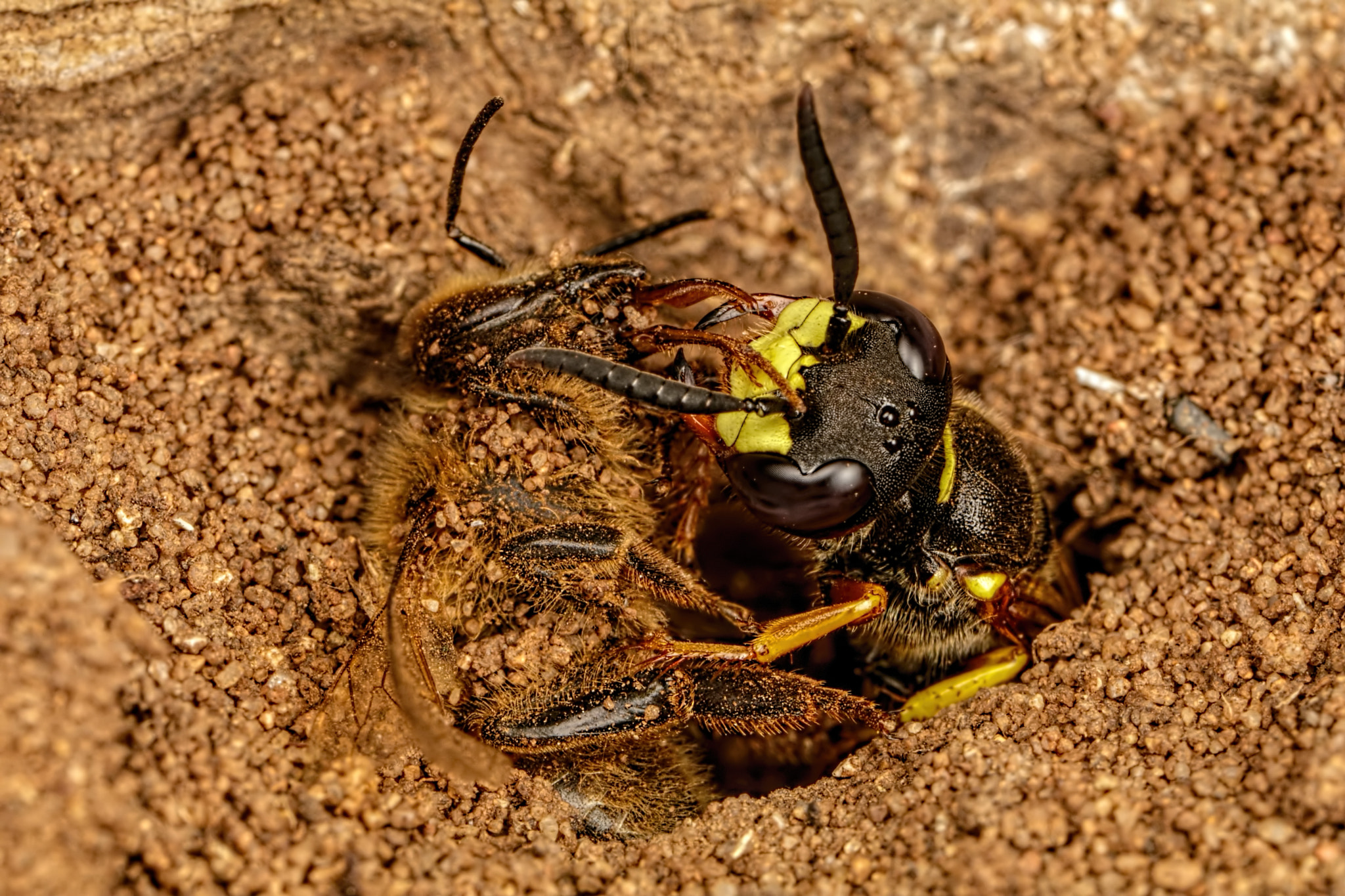 Canon MP-E 65mm F2.5 1-5x Macro Photo sample photo. Bee wolf with prey photography