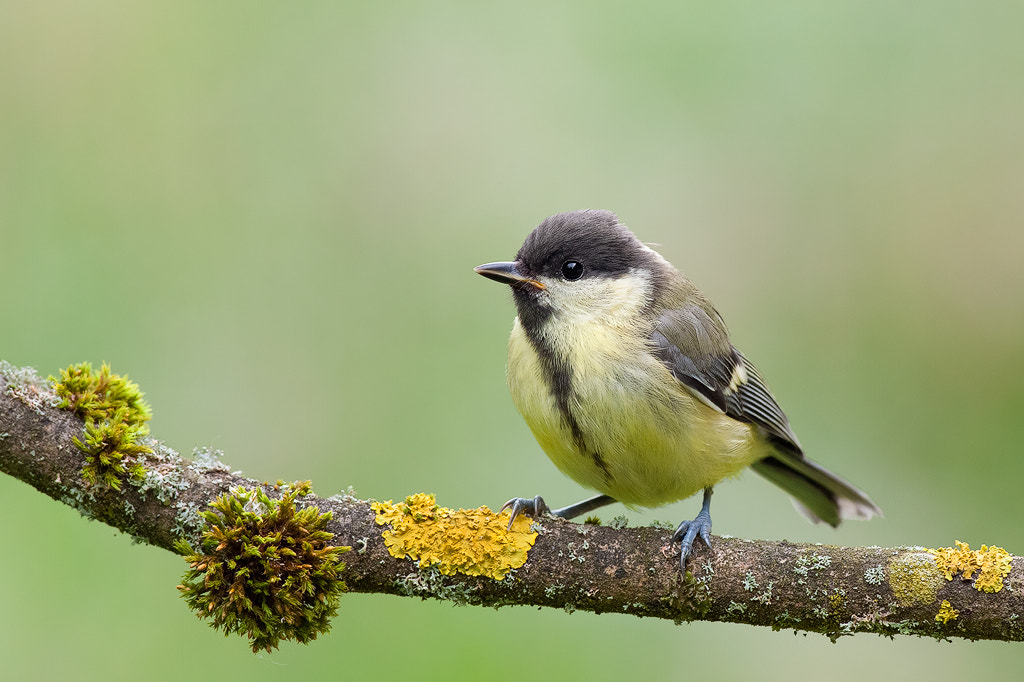 Canon EOS 50D + Canon EF 500mm F4L IS USM sample photo. Juvenile great tit photography