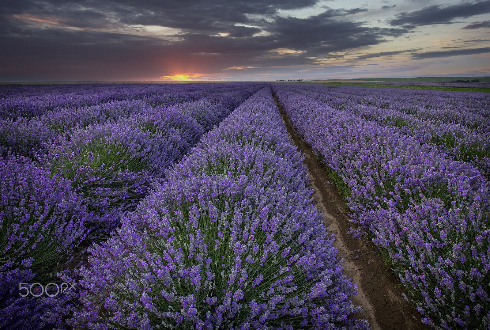 Canon EF-S 10-18mm F4.5–5.6 IS STM sample photo. Lavender photography