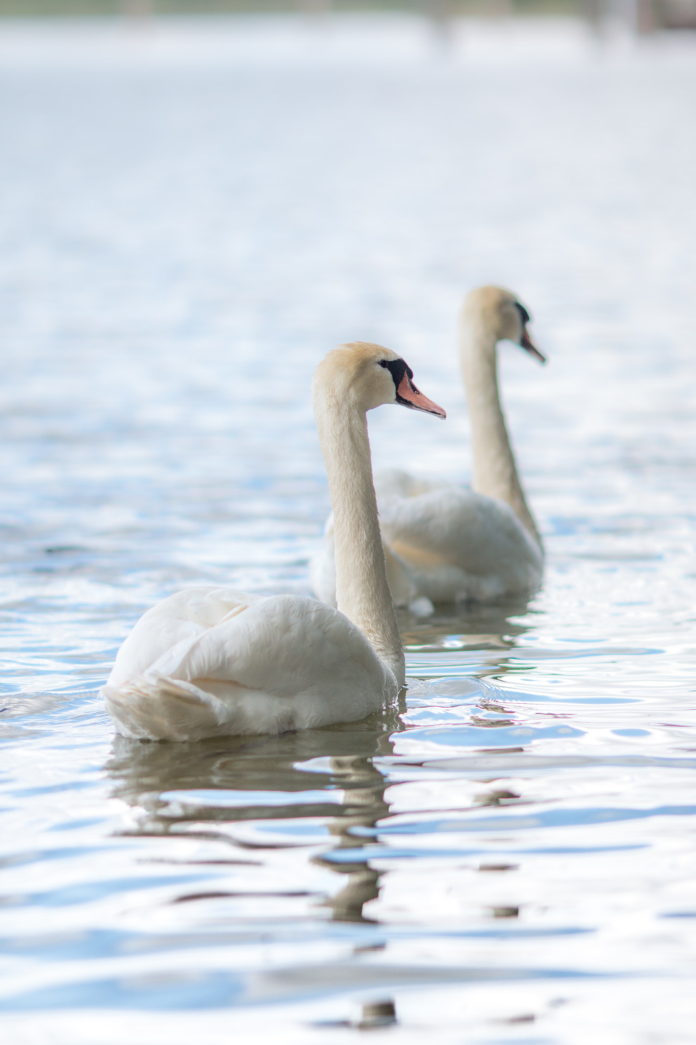 Canon EOS 70D + Canon EF 135mm F2L USM sample photo. Morning cruise photography