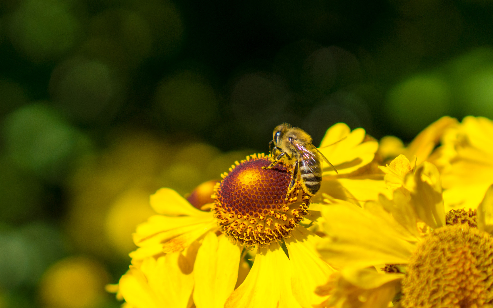 Sony E 35mm F1.8 OSS sample photo. Bee. photography