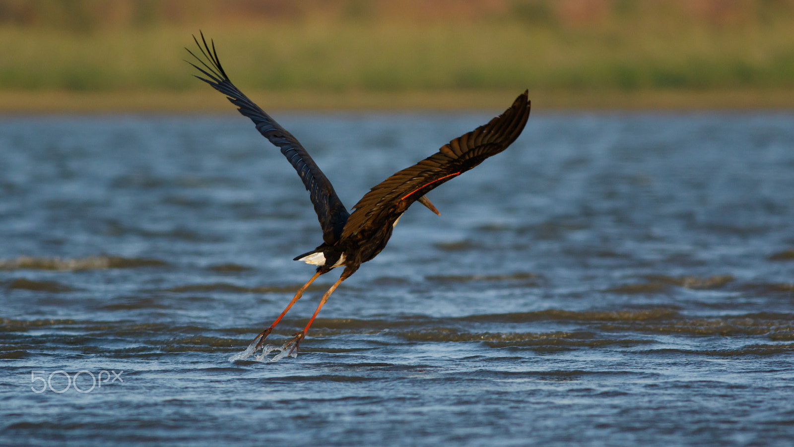 Canon EOS 7D Mark II + Canon EF 400mm F5.6L USM sample photo. Spoonbill photography