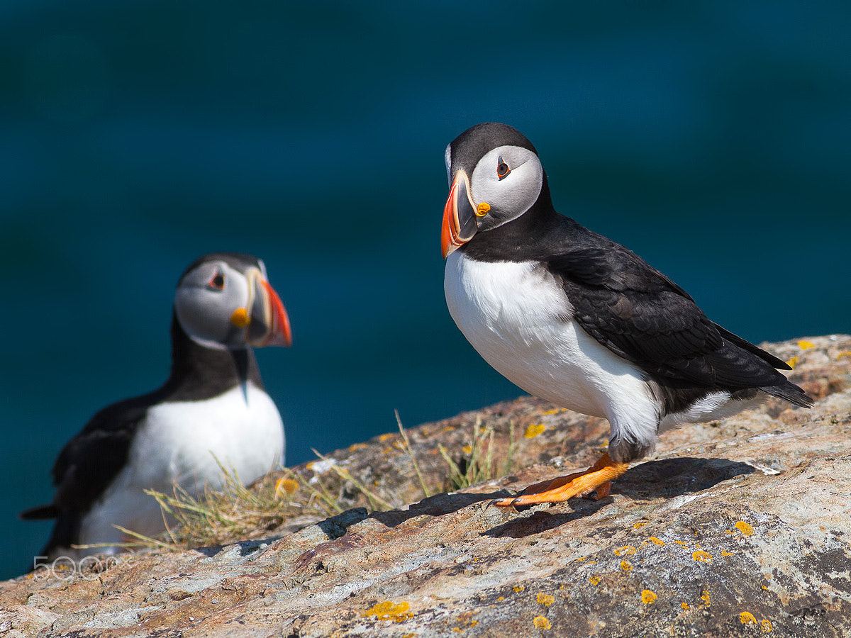 Canon EF 400mm F5.6L USM sample photo. Atlantic puffins photography