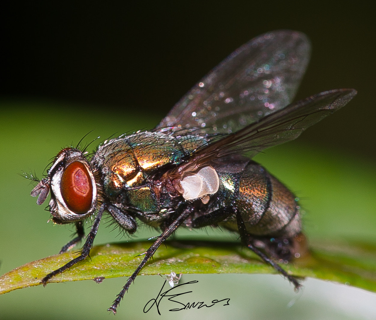 Nikon D700 + Sigma 105mm F2.8 EX DG OS HSM sample photo. The smashed eye fly photography