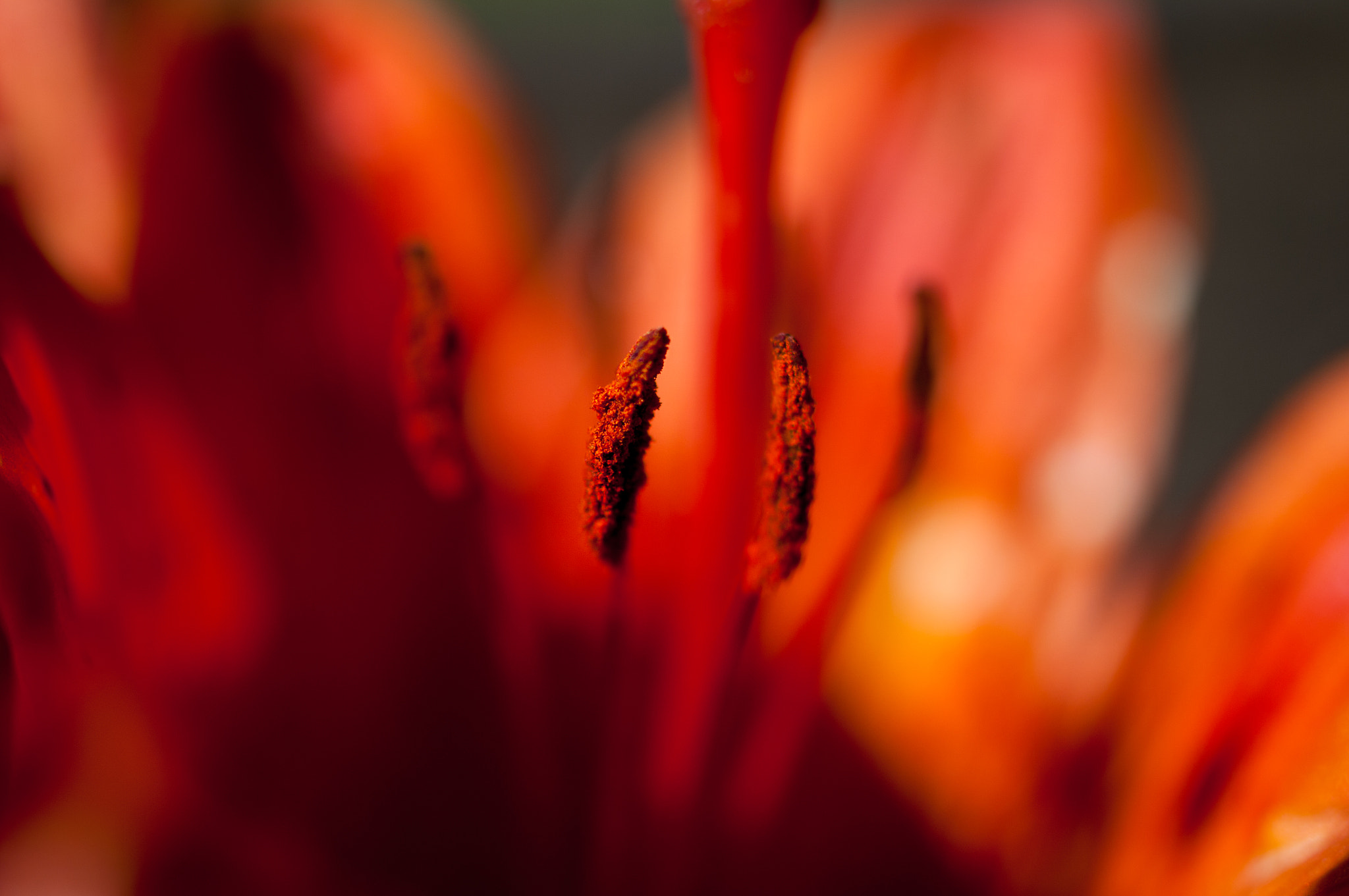 HD Pentax DA 35mm F2.8 Macro Limited sample photo. Tiger lily photography