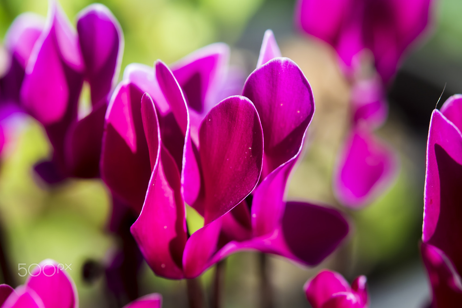 Nikon AF-S Micro-Nikkor 60mm F2.8G ED sample photo. ... photography