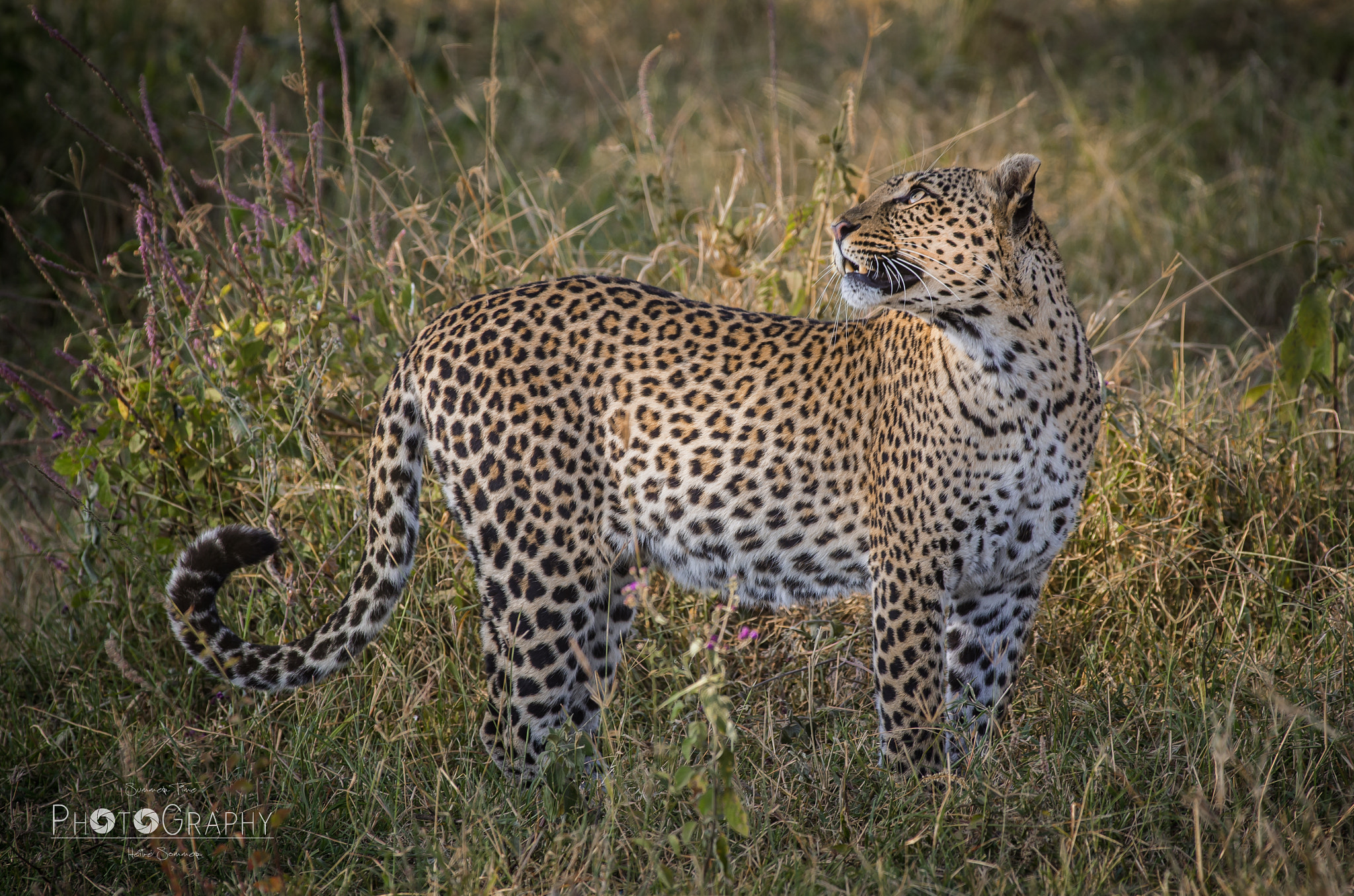 Pentax K-5 sample photo. Leopard mom photography