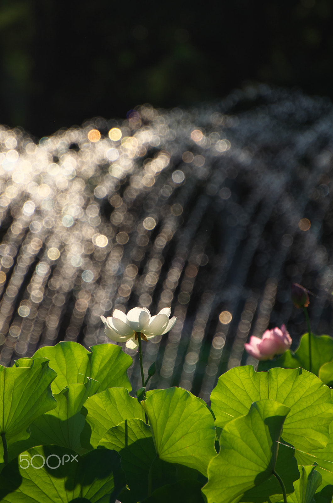 VR 70-300mm F/4.5-5.6 G sample photo. Taking　showers photography