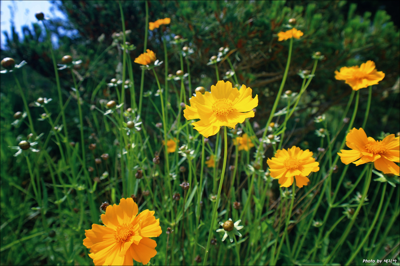 Samsung NX5 sample photo. Flower photography