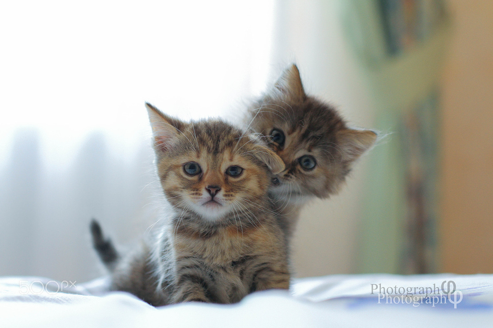 Canon EOS 7D + Canon EF 50mm F1.4 USM sample photo. Kitten photography