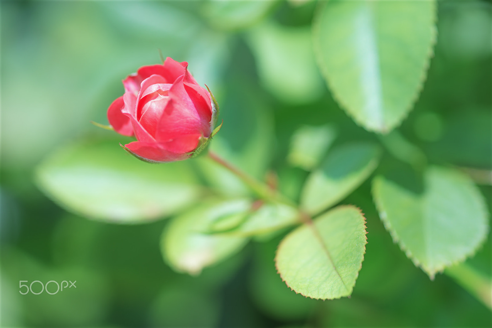 Sony a99 II + Sony 100mm F2.8 Macro sample photo. Summer is coming photography