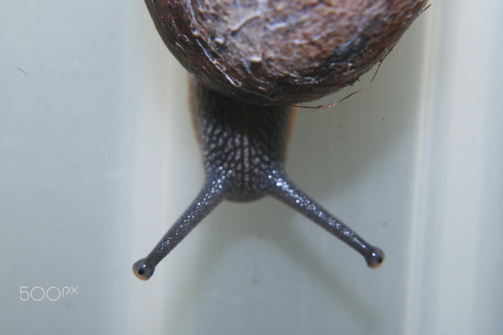 Canon EF 28-80mm f/3.5-5.6 sample photo. Escargot photography