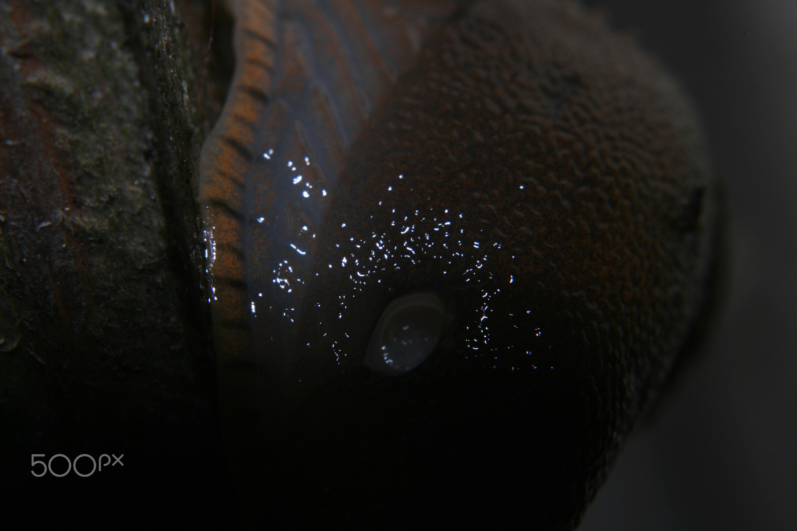 Canon EF 28-80mm f/3.5-5.6 sample photo. Limace photography