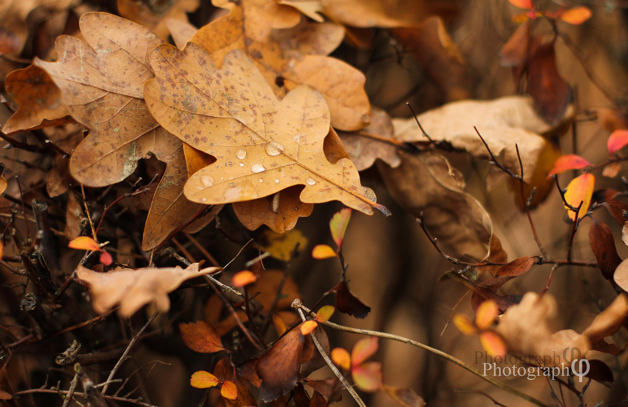 Canon EOS 7D + Canon EF 50mm F1.4 USM sample photo. Roux photography