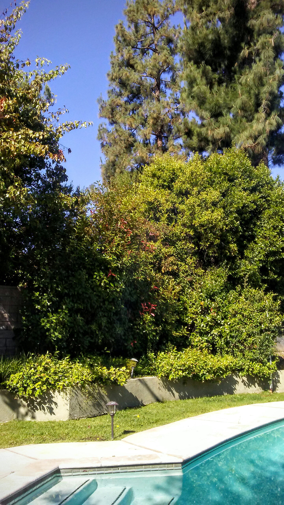 LG M1 sample photo. A.m. in l.a. photography