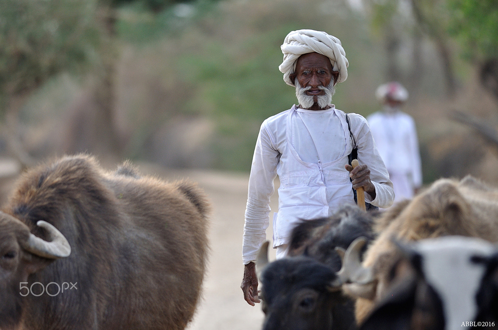 Nikon D90 + Nikon AF-S Nikkor 300mm F4D ED-IF sample photo. Shepherd  of a cattle photography