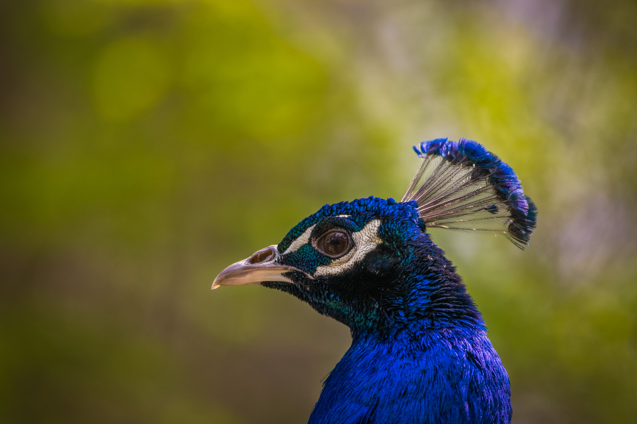 Sigma 150-600mm F5-6.3 DG OS HSM | C sample photo. Peacock photography