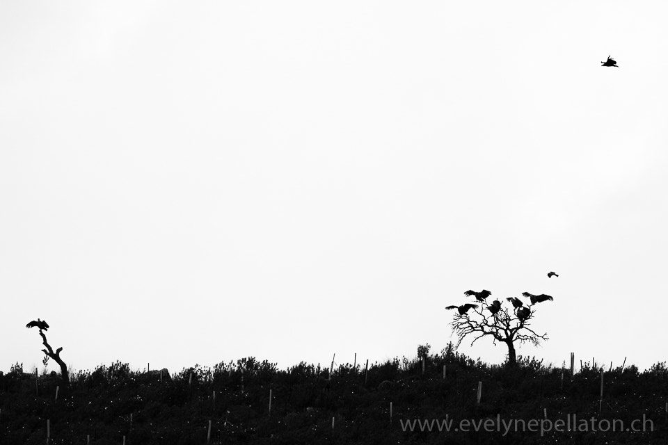 Canon EF 200-400mm F4L IS USM Extender 1.4x sample photo. Arbre ... à vautours fauves photography