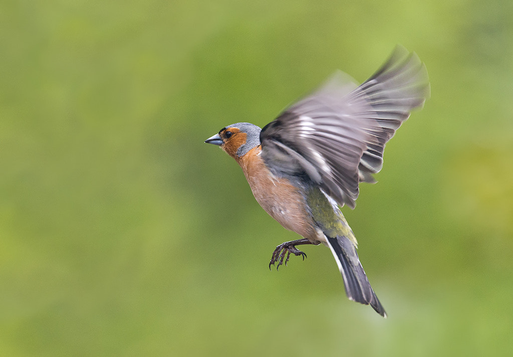 Nikon AF-S Nikkor 600mm F4D ED-IF II sample photo. Chaffinch photography