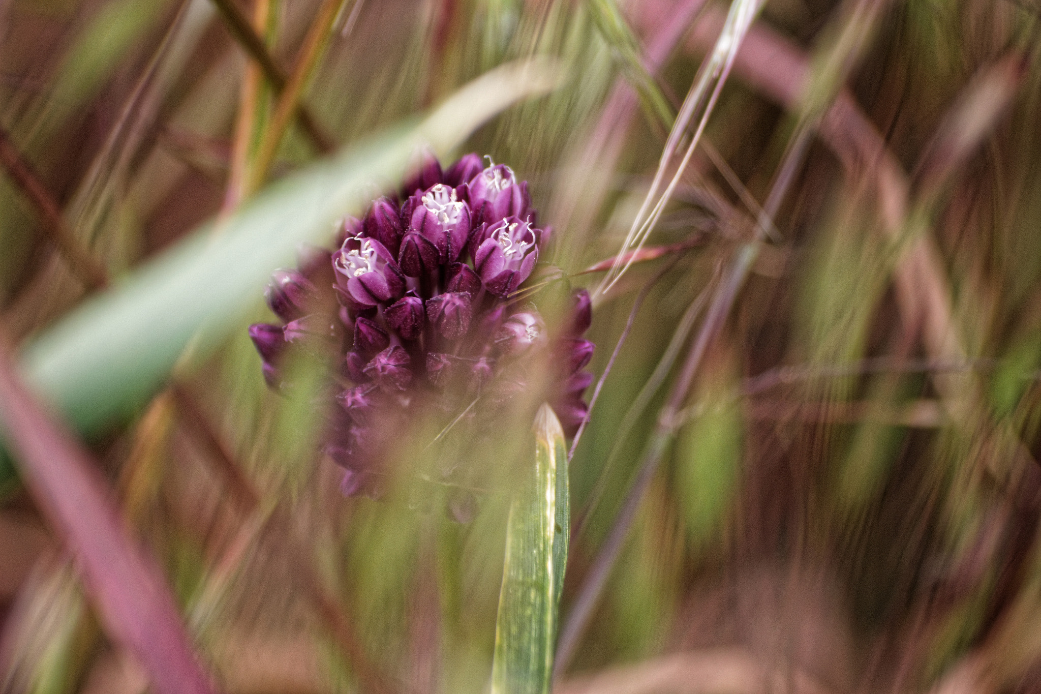 Sigma 70-300mm F4-5.6 APO DG Macro sample photo. Hidden diamond photography