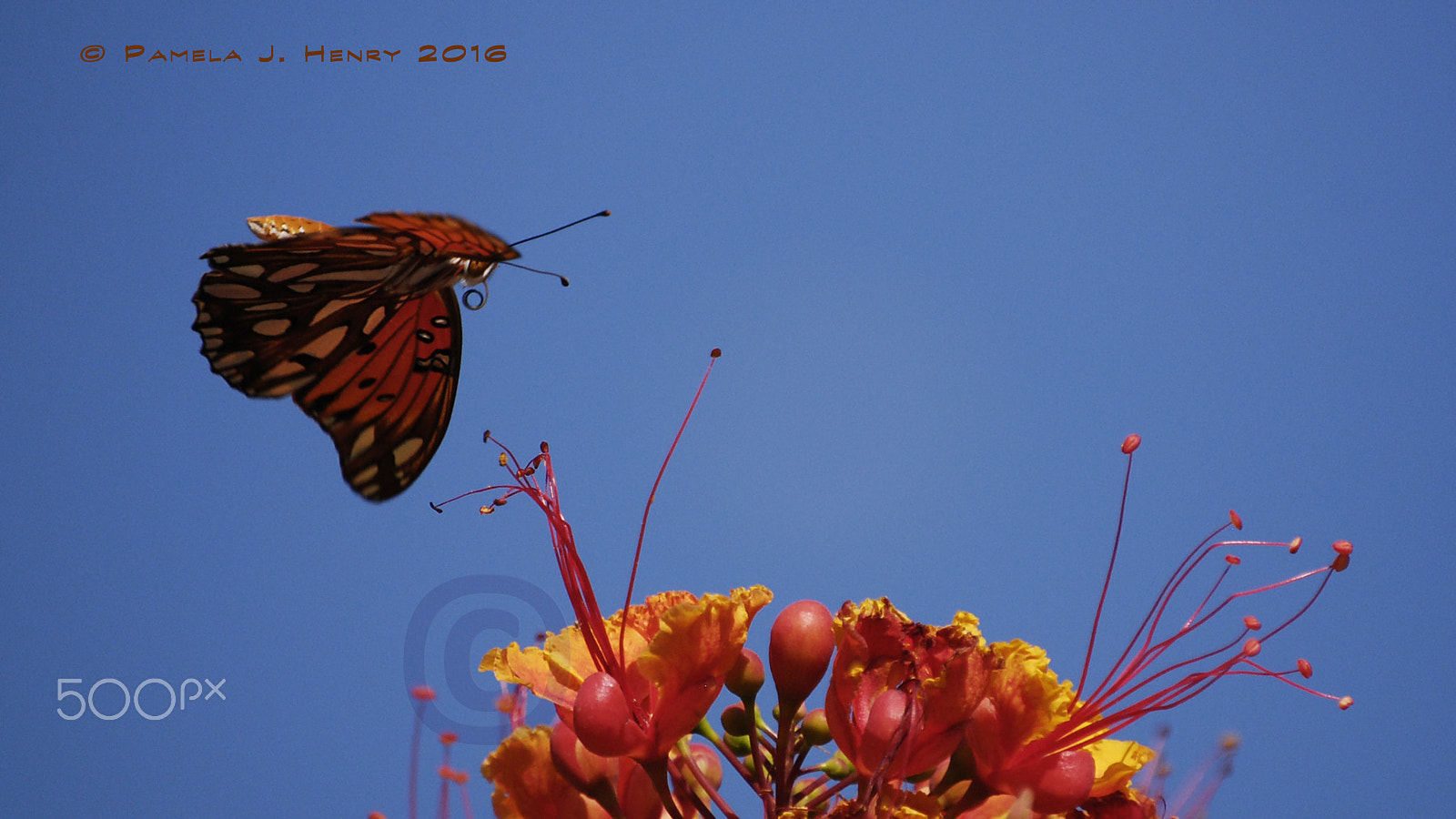 Nikon D80 sample photo. Prepare for landing photography