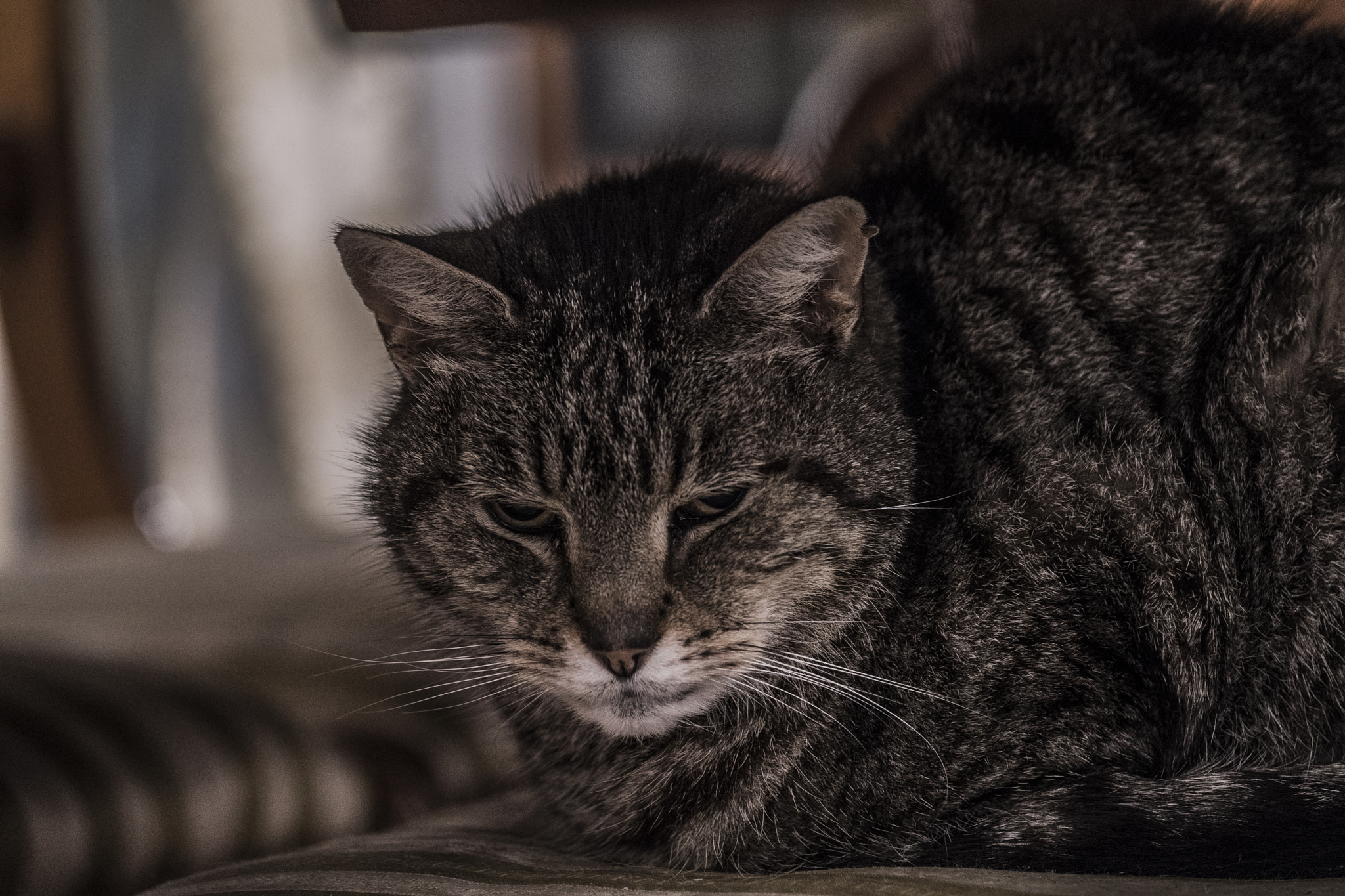 Sony DT 55-300mm F4.5-5.6 SAM sample photo. Fitz photography