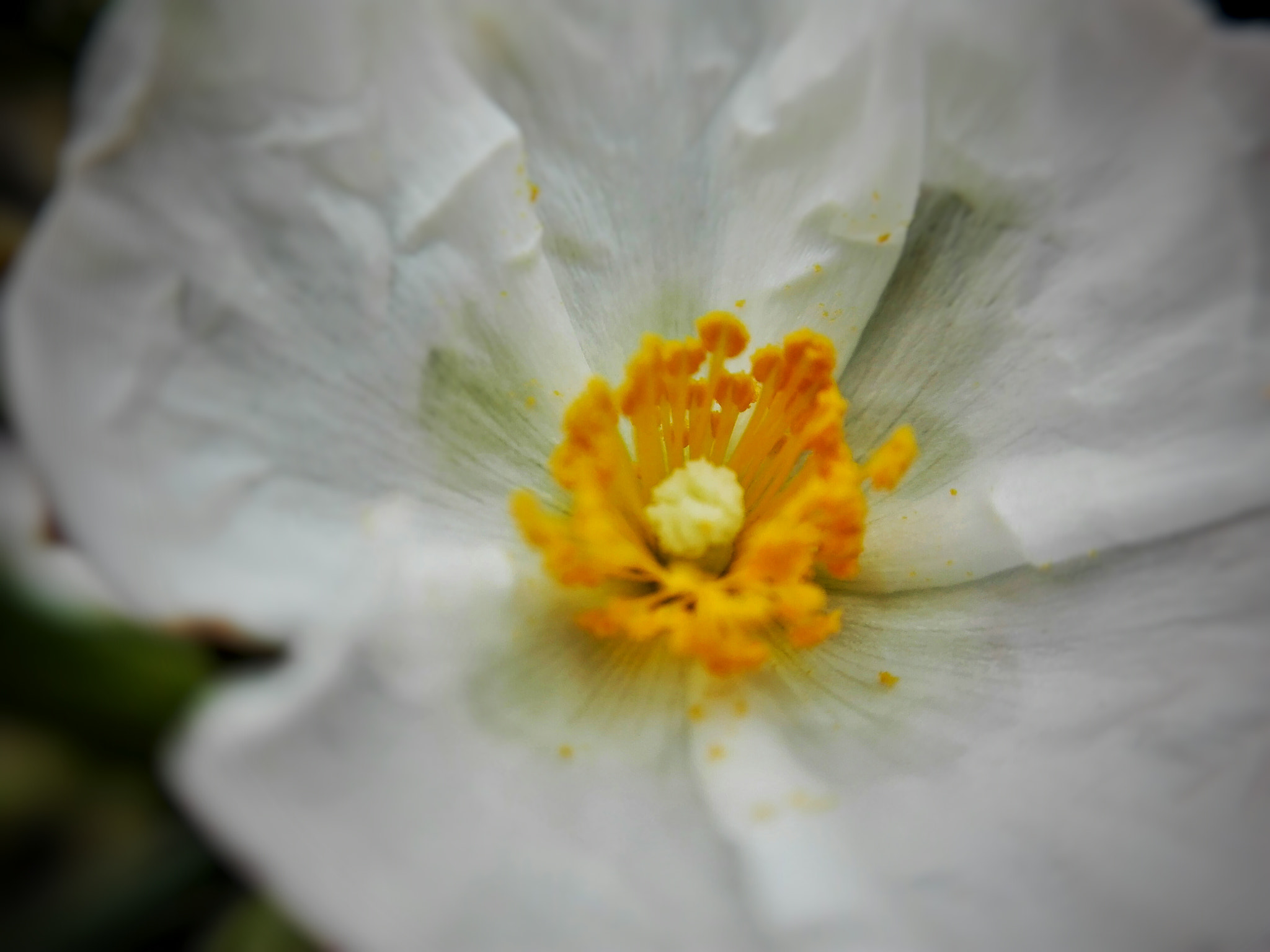 HUAWEI Mate 8 Lite sample photo. A tenerife's flower photography