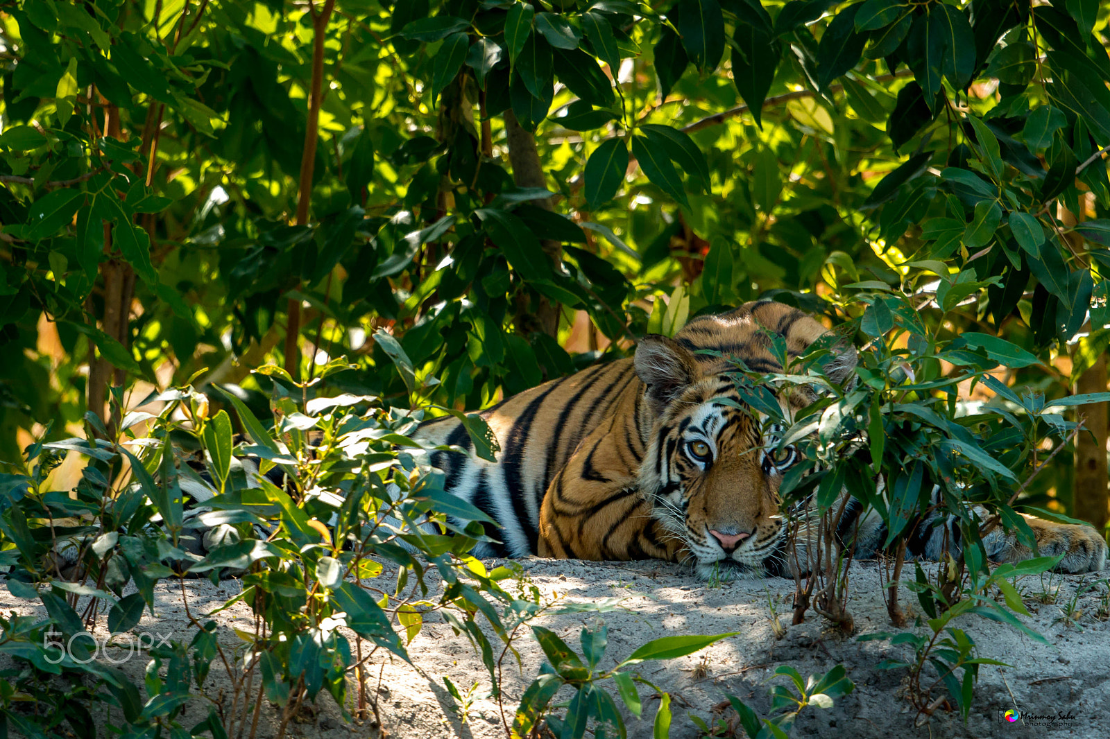 Canon EOS 70D + Canon EF 500mm F4L IS II USM sample photo. Tiger photography