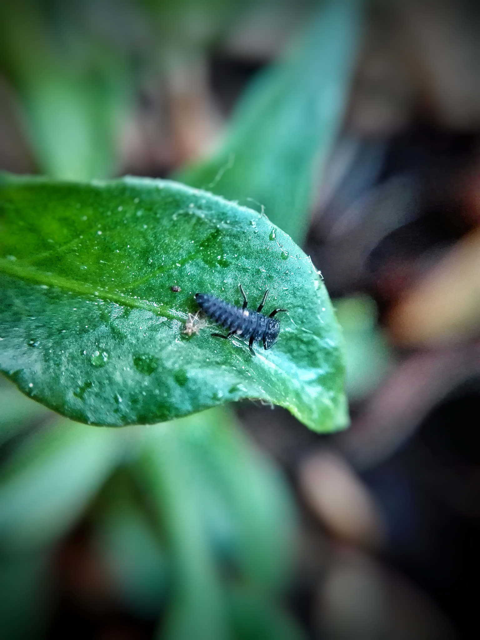 HUAWEI Mate 8 Lite sample photo. Ladybug larva photography