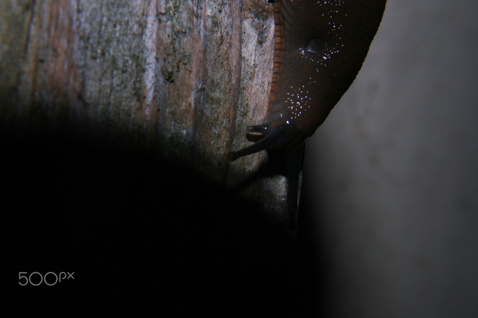 Canon EF 28-80mm f/3.5-5.6 sample photo. Limace photography