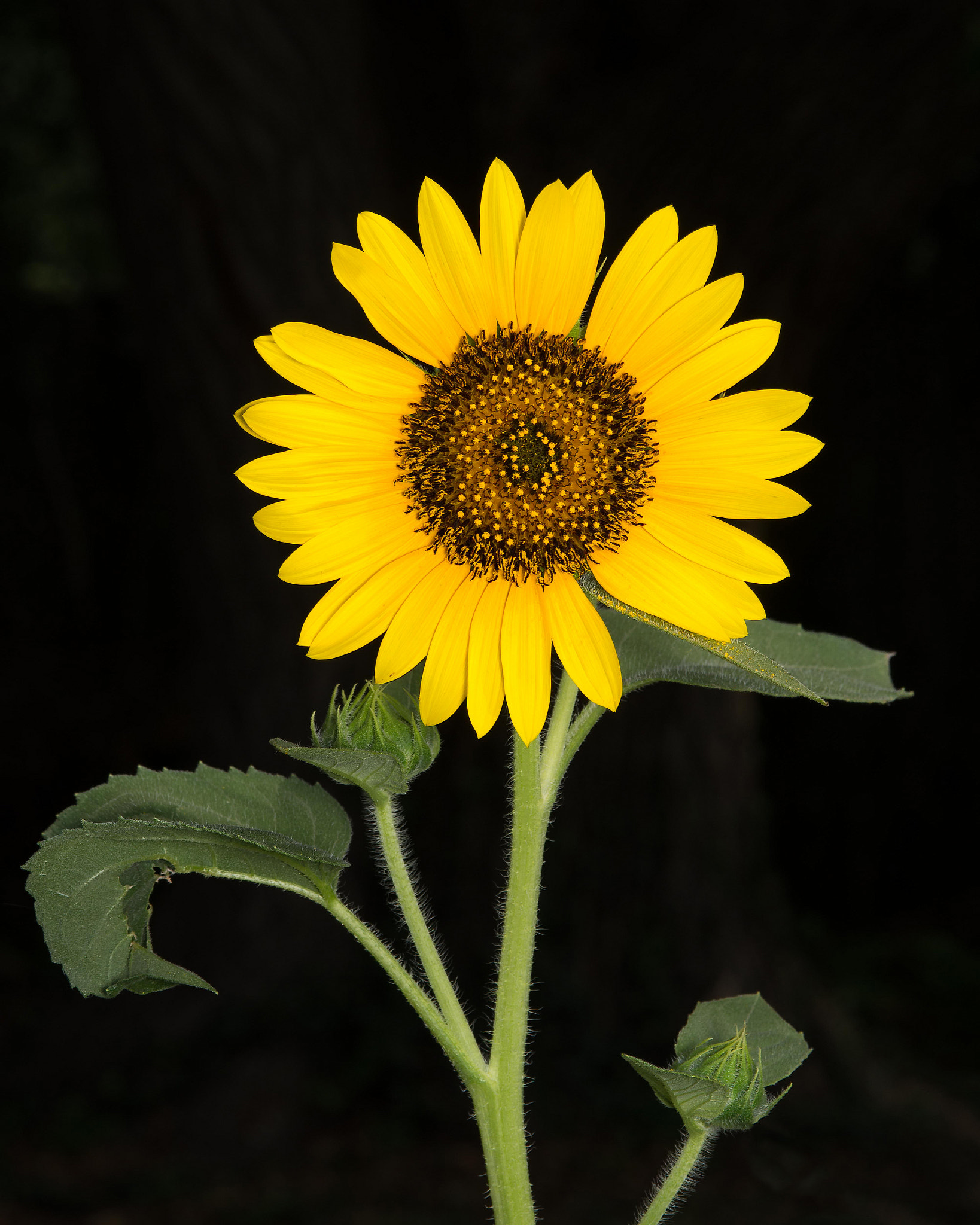 Nikon D600 + AF Micro-Nikkor 105mm f/2.8 sample photo. Sunflower photography