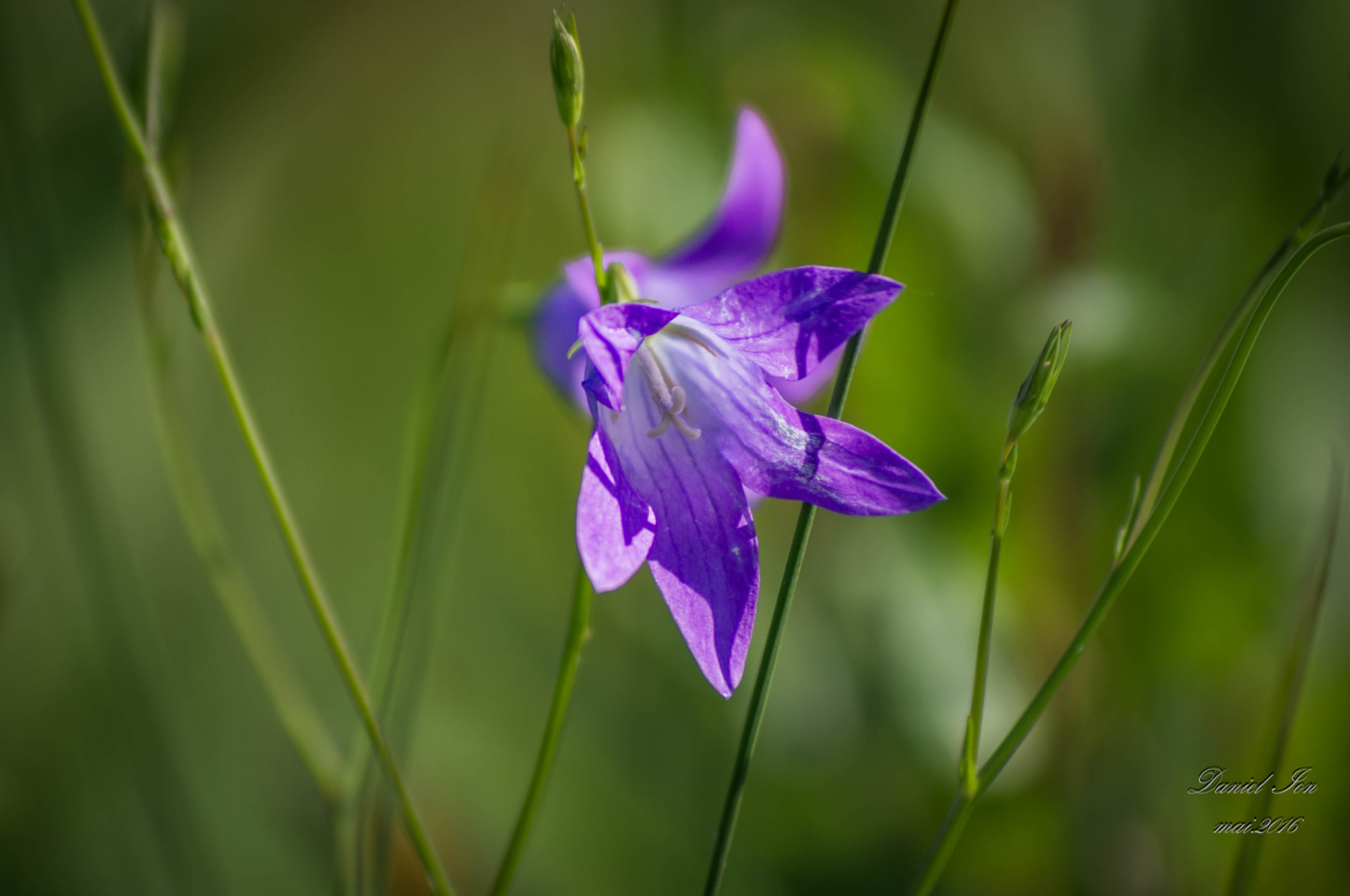 smc PENTAX-FA 80-320mm F4.5-5.6 sample photo. Flower photography