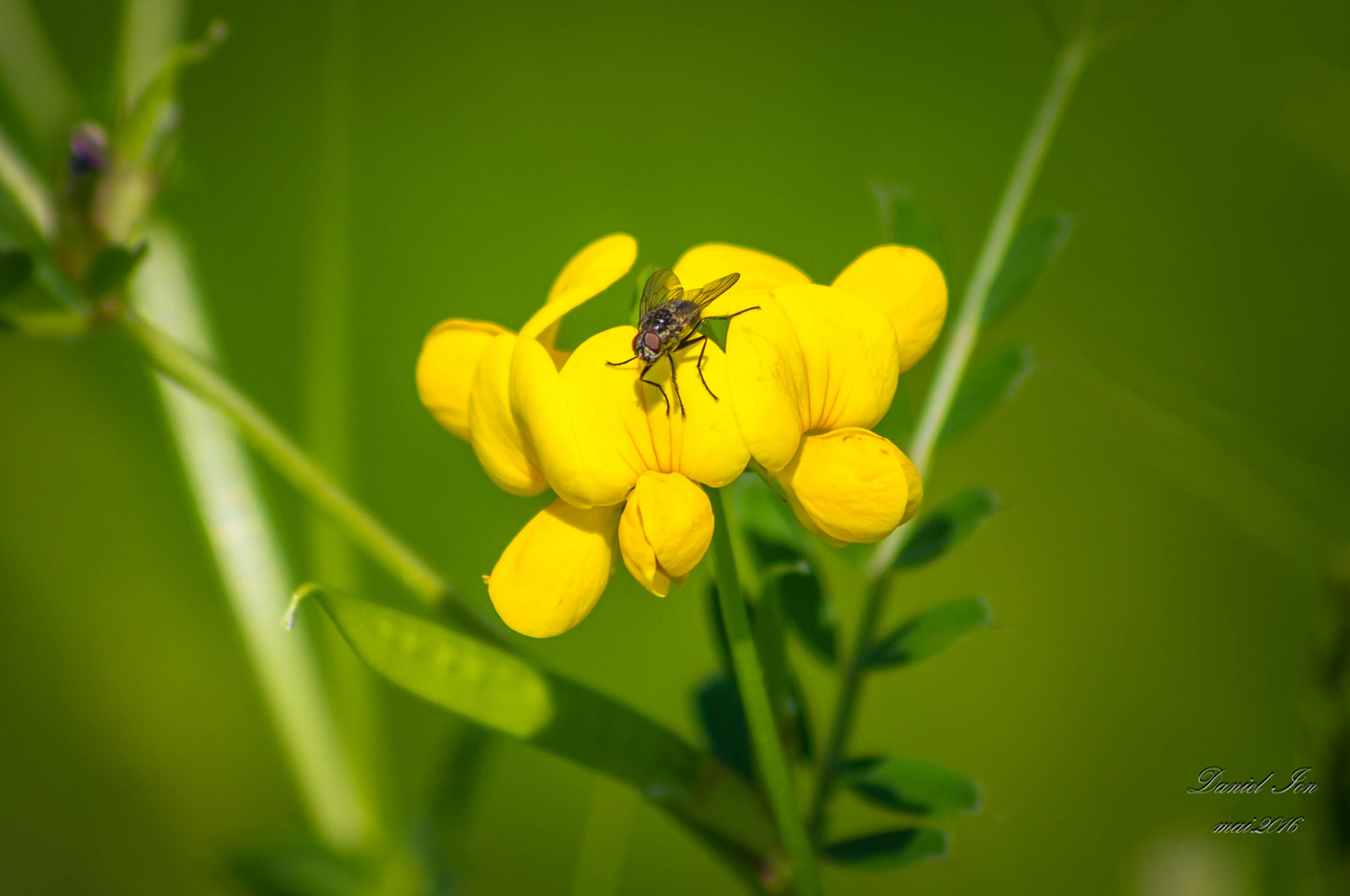 smc PENTAX-FA 80-320mm F4.5-5.6 sample photo. Flower photography