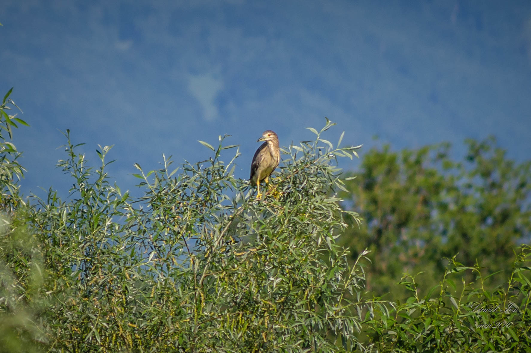 smc PENTAX-FA 80-320mm F4.5-5.6 sample photo. Nycticorax nycticorax photography