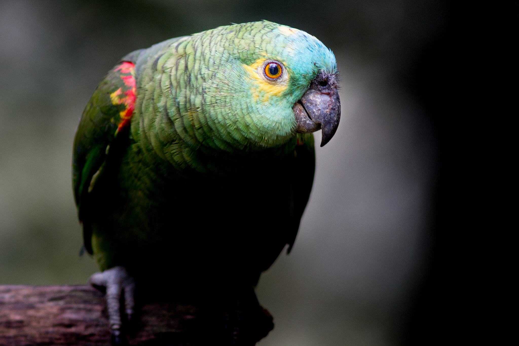 Canon EOS 70D + Canon EF 300mm F4L IS USM sample photo. Papagaio verdadeiro photography