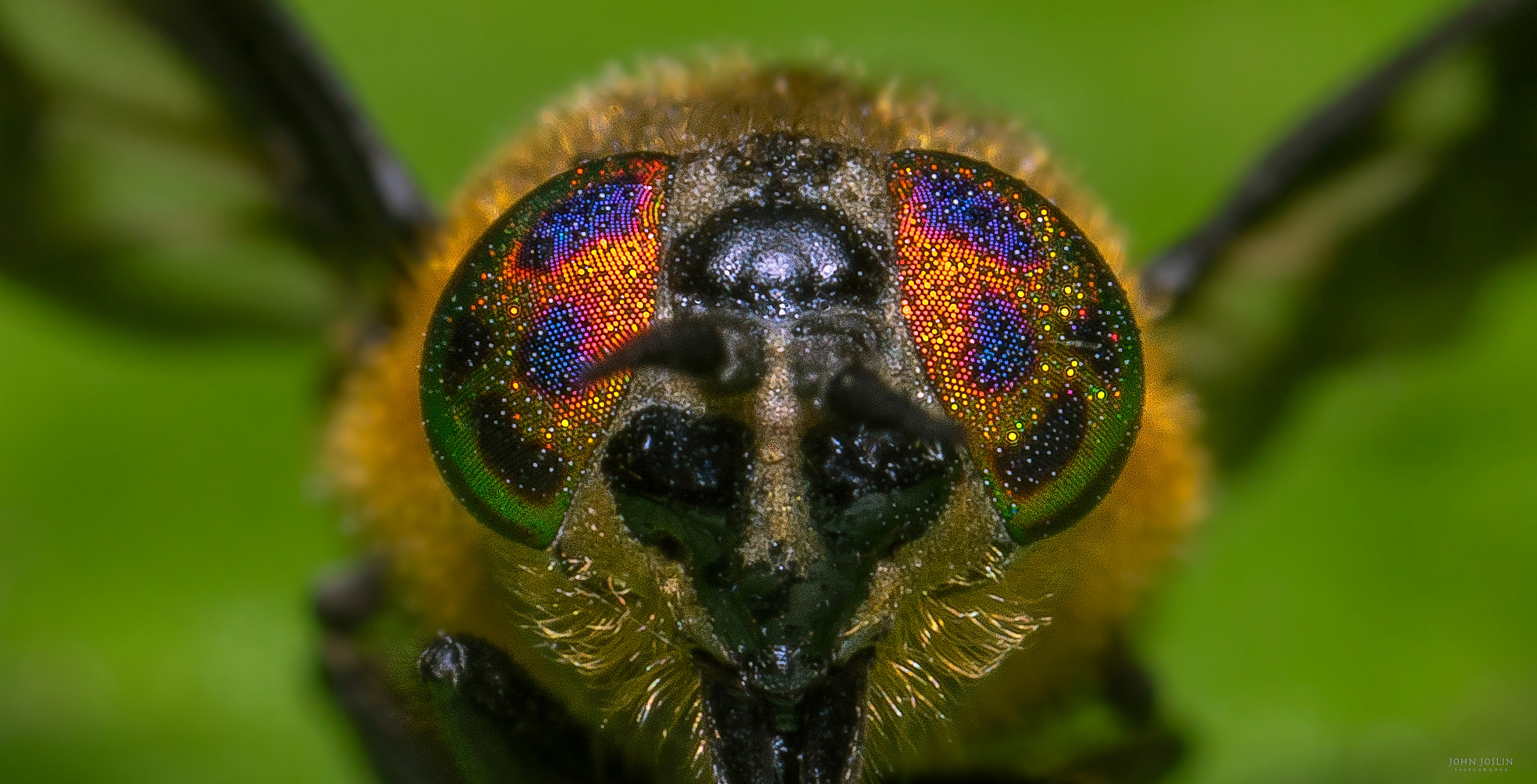 Canon MP-E 65mm F2.5 1-5x Macro Photo sample photo. Stars in his eyes photography