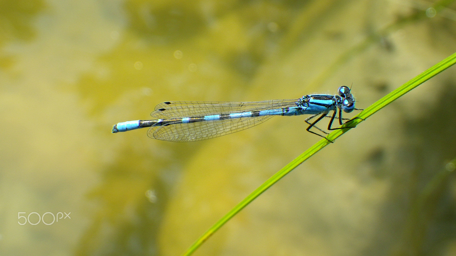 Pentax Optio WG-1 sample photo. Dragonfly - becherjungfer photography