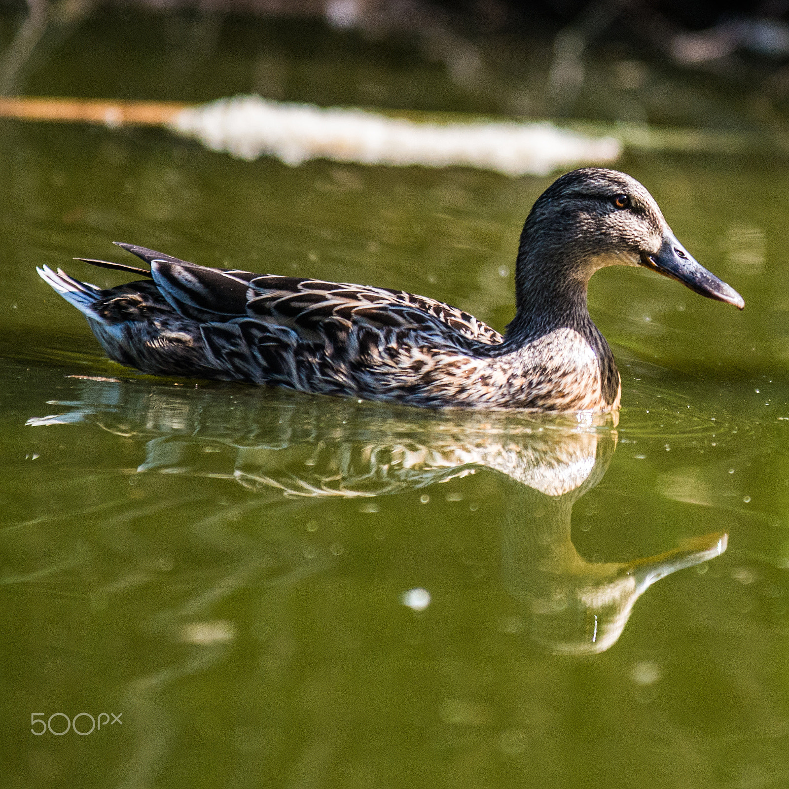 AF-S Zoom-Nikkor 80-200mm f/2.8D IF-ED sample photo. Duck - turin it photography