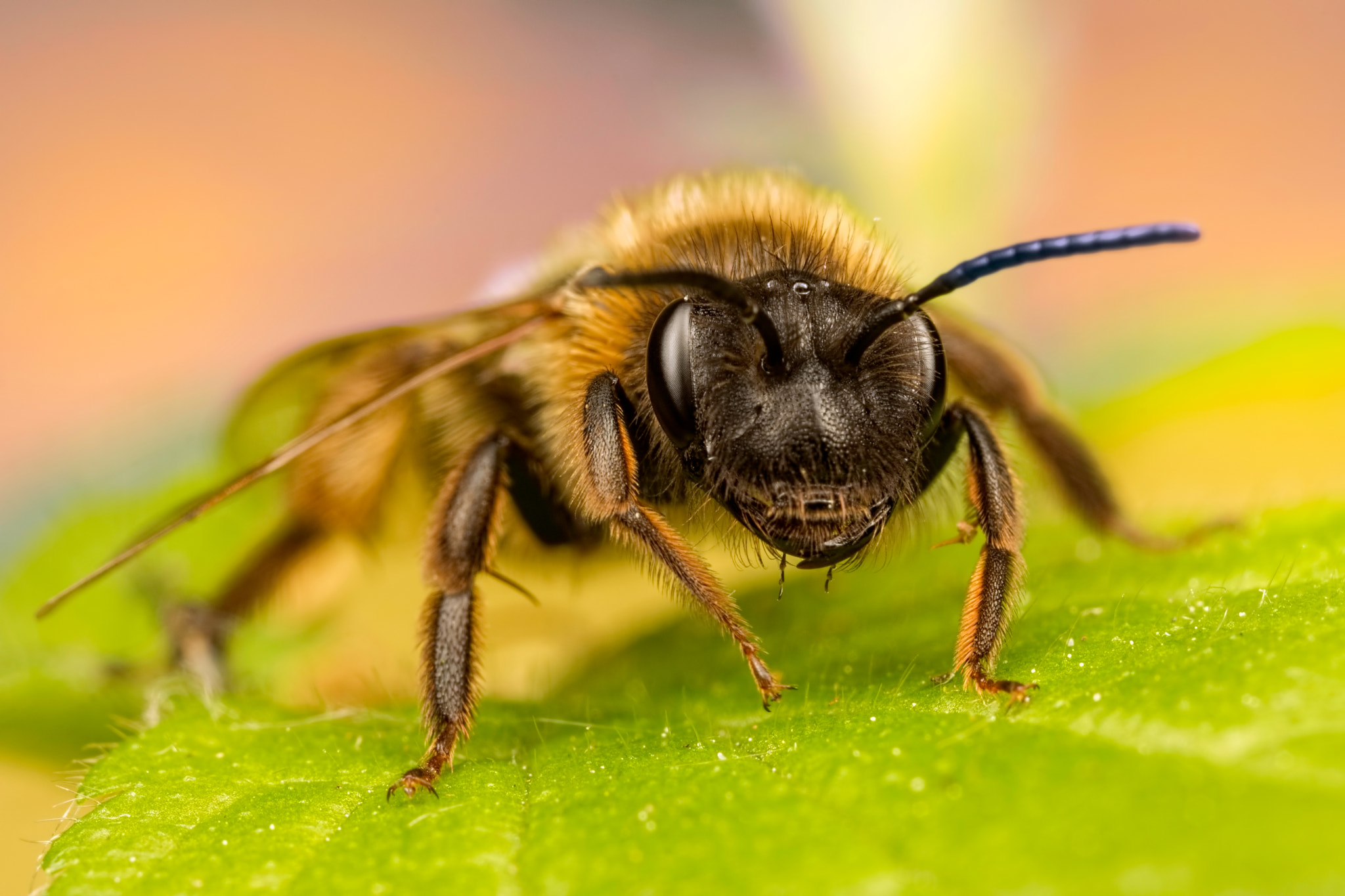 Canon EOS 760D (EOS Rebel T6s / EOS 8000D) + Canon MP-E 65mm F2.5 1-5x Macro Photo sample photo. Resting bee photography