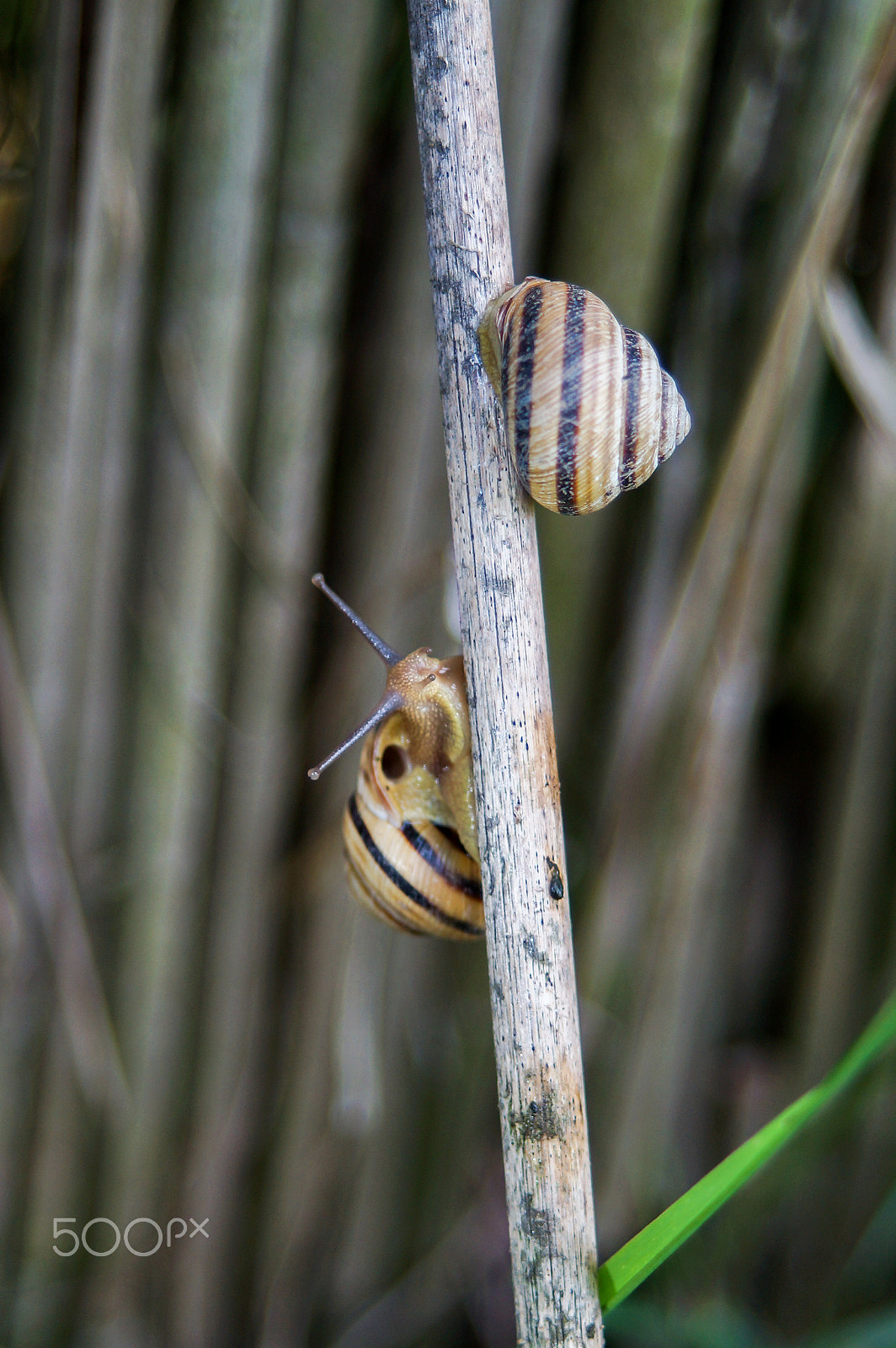 Sony SLT-A37 + 35-70mm F4 sample photo. Snail in action photography
