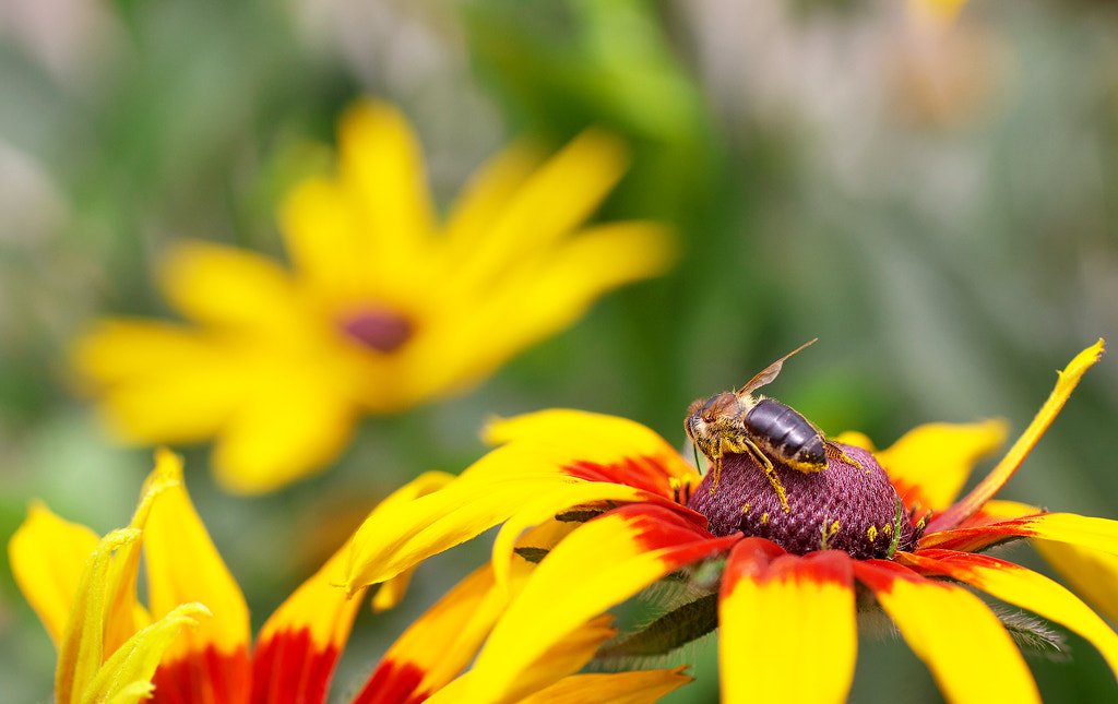 Canon EOS 50D + Canon EF 50mm F2.5 Macro sample photo. Lunch time photography