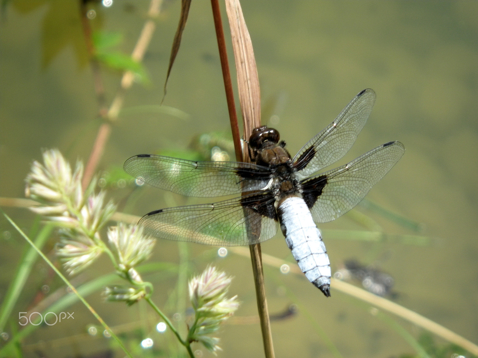 Pentax Optio WG-1 sample photo. Plattbauch libelle - dragonfly photography