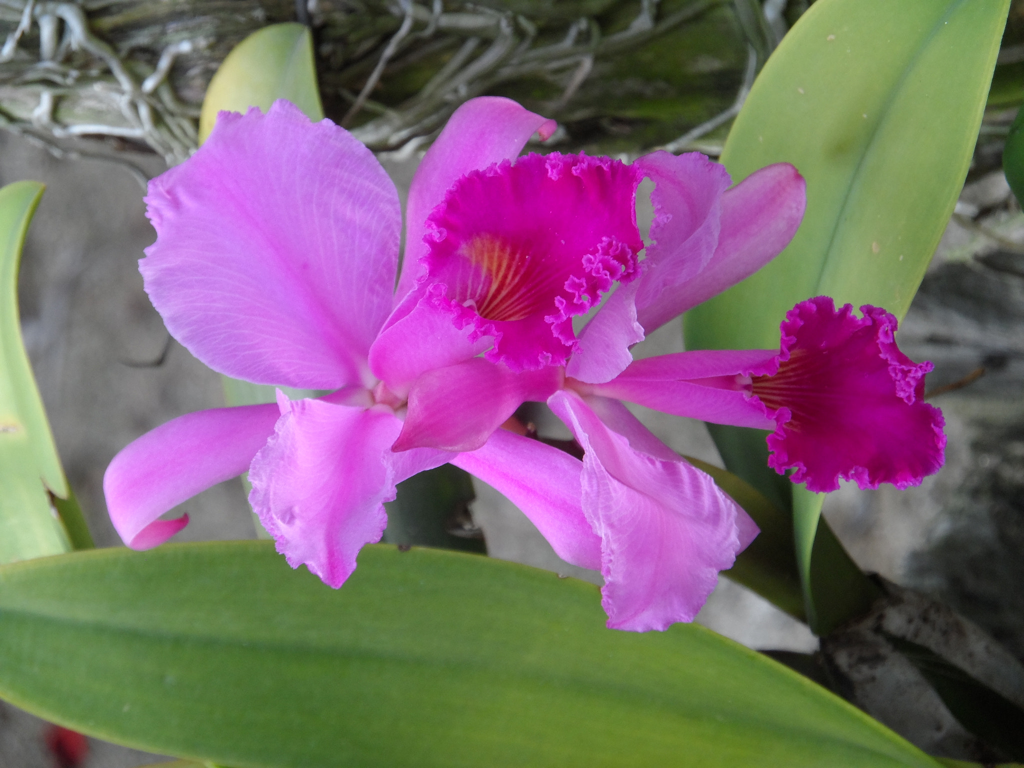 Samsung WB150 / WB150F / WB152 / WB152F / WB151 sample photo. Orquídea cattleya photography