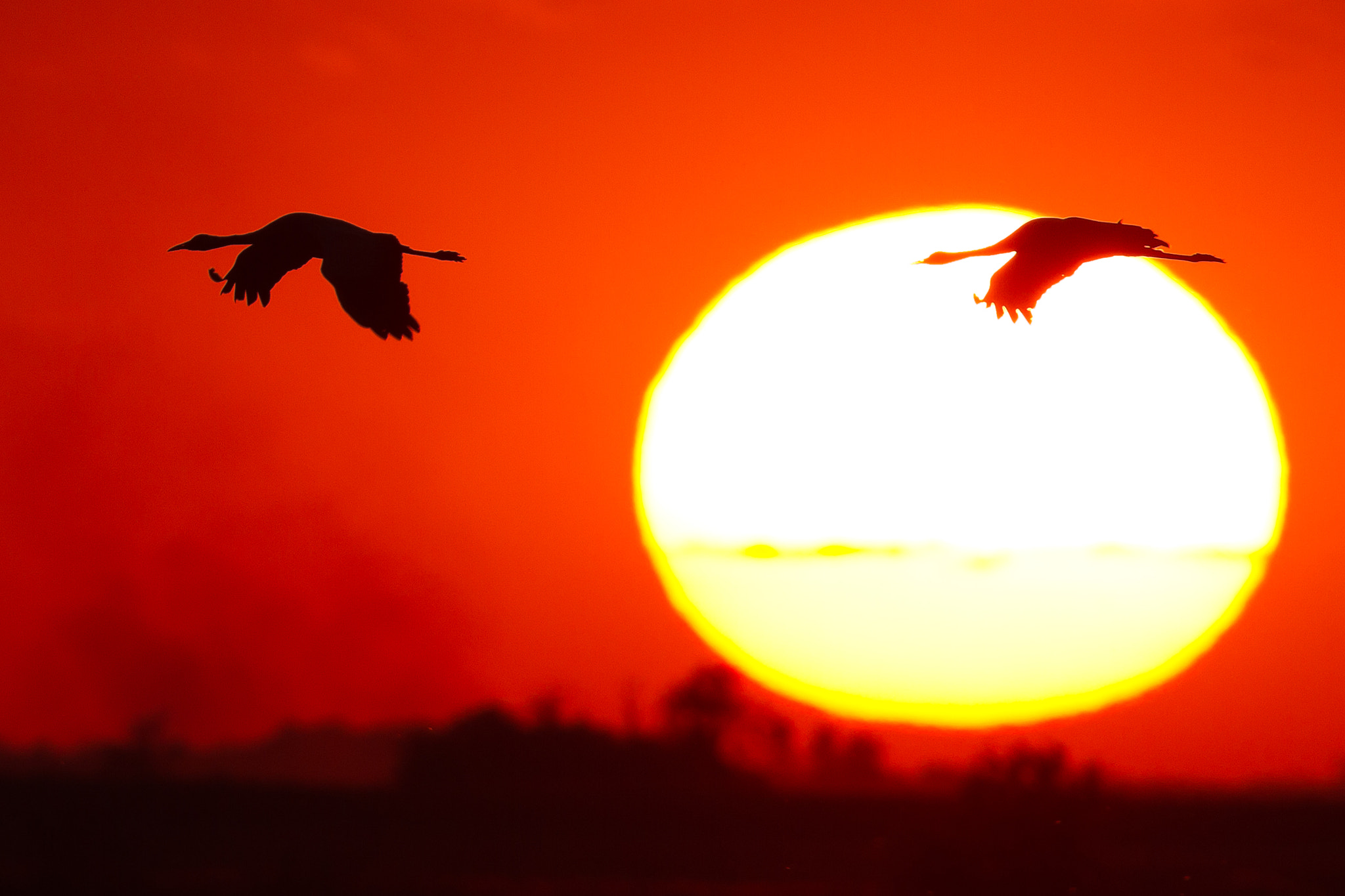Canon EF 300mm F2.8L IS USM sample photo. Crane photography