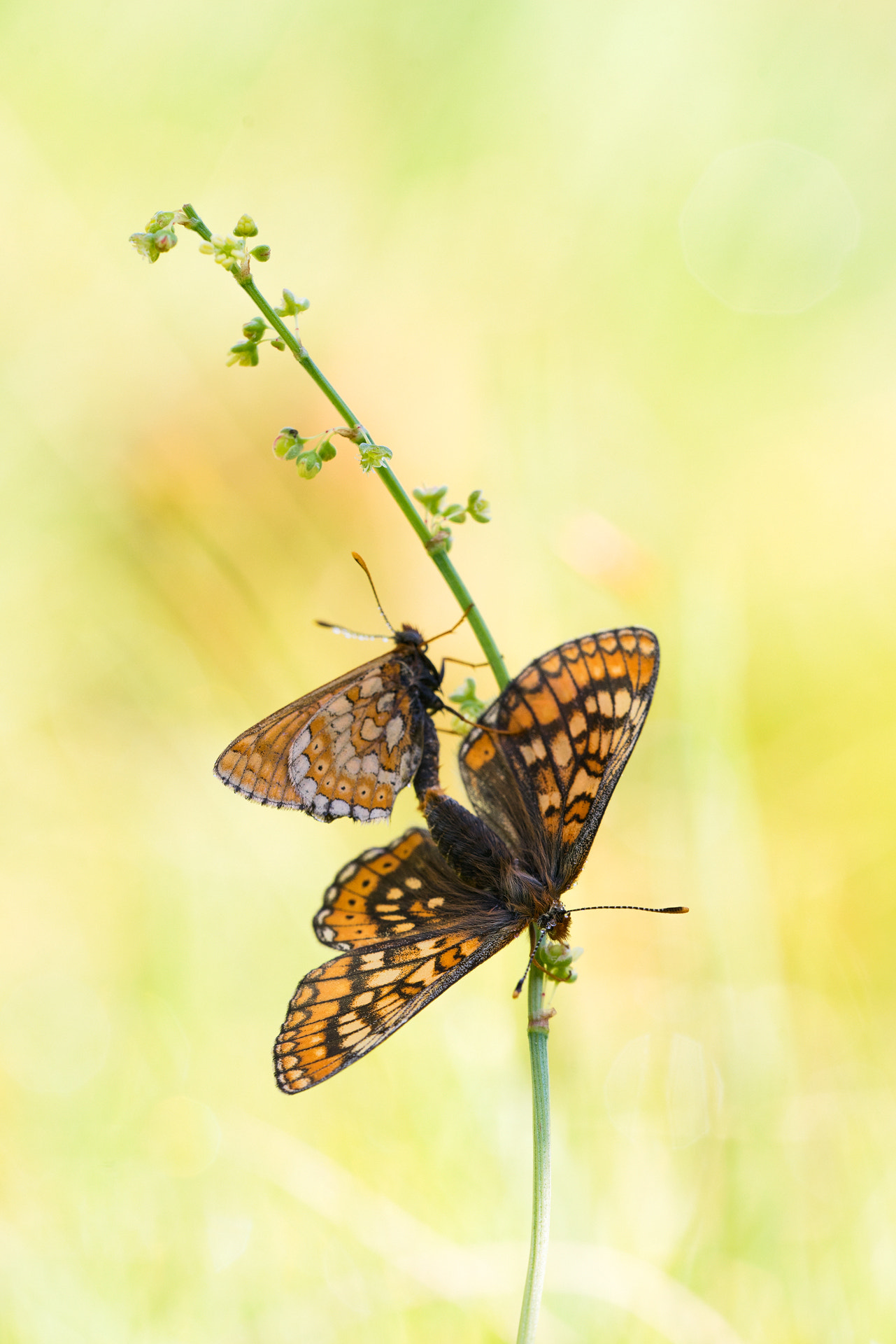 Sigma 150mm f/2.8 EX DG OS HSM APO Macro sample photo. Euphydryas aurinia photography
