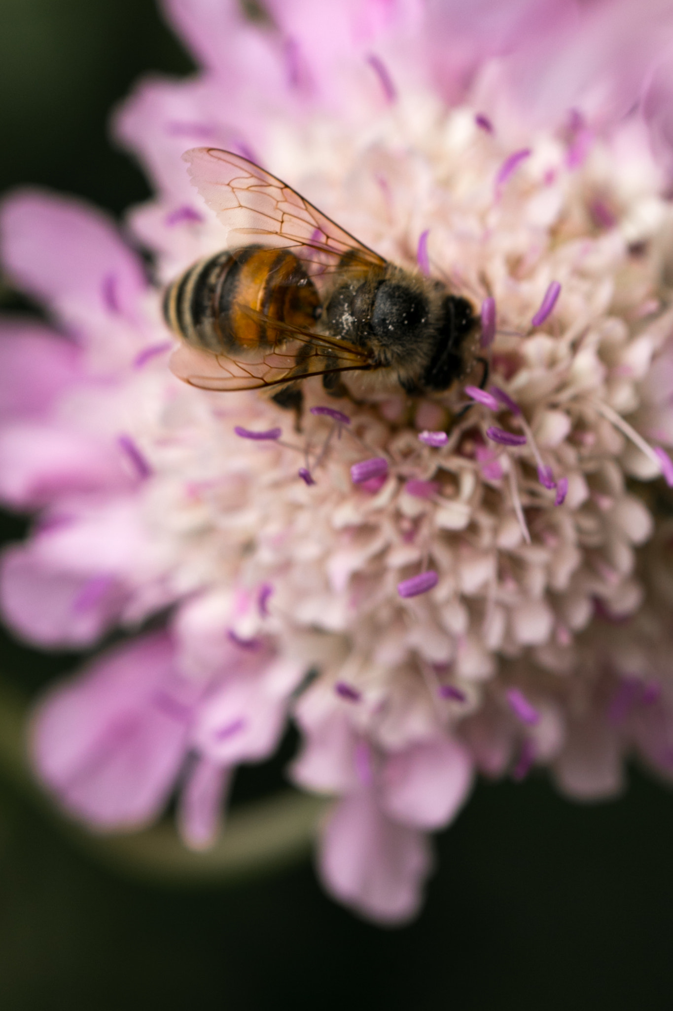 Tamron SP AF 60mm F2 Di II LD IF Macro sample photo. Bee on flower photography