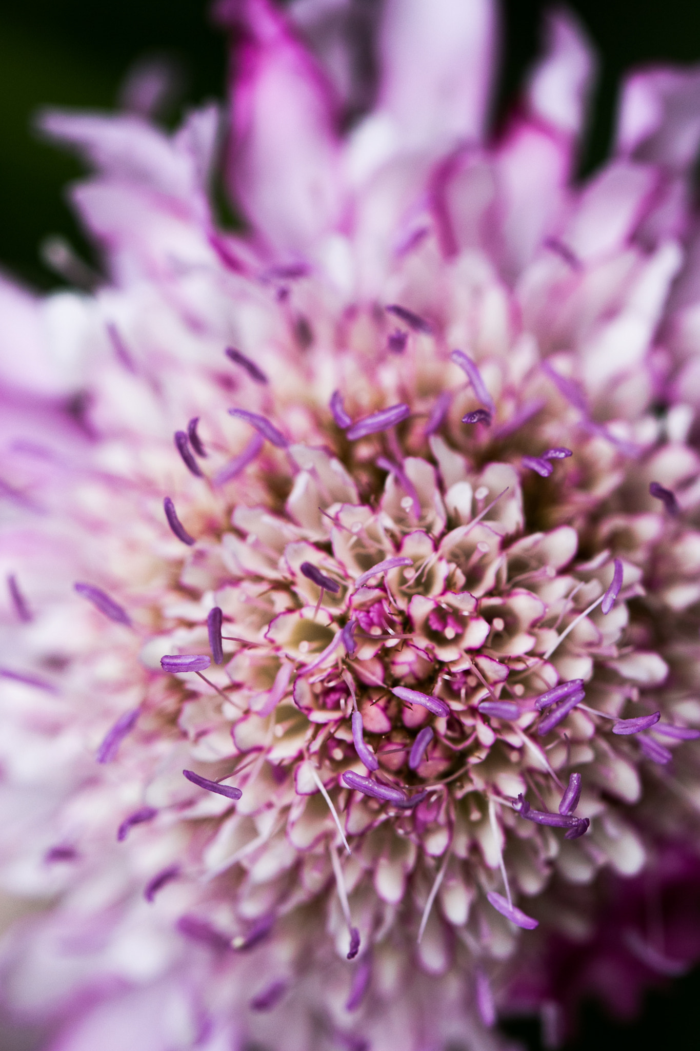 Canon EOS 70D + Tamron SP AF 60mm F2 Di II LD IF Macro sample photo. Flower in macro photography