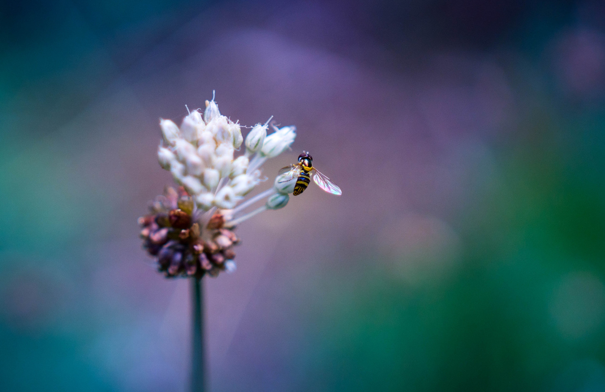 Sony a6300 + 18-35mm F1.8 DC HSM | Art 013 sample photo. Wildflower photography