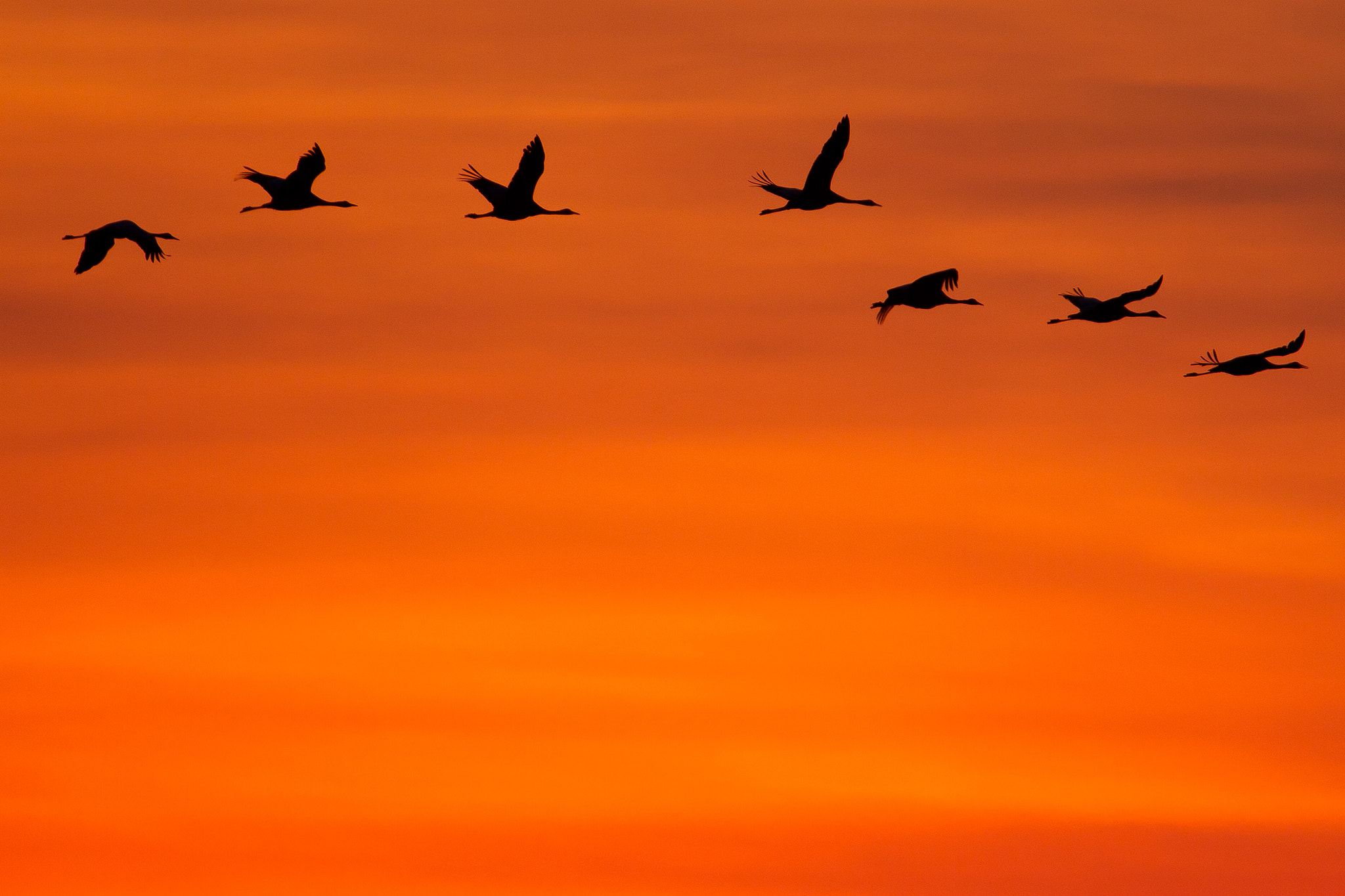 Canon EF 300mm F2.8L IS USM sample photo. Crane photography