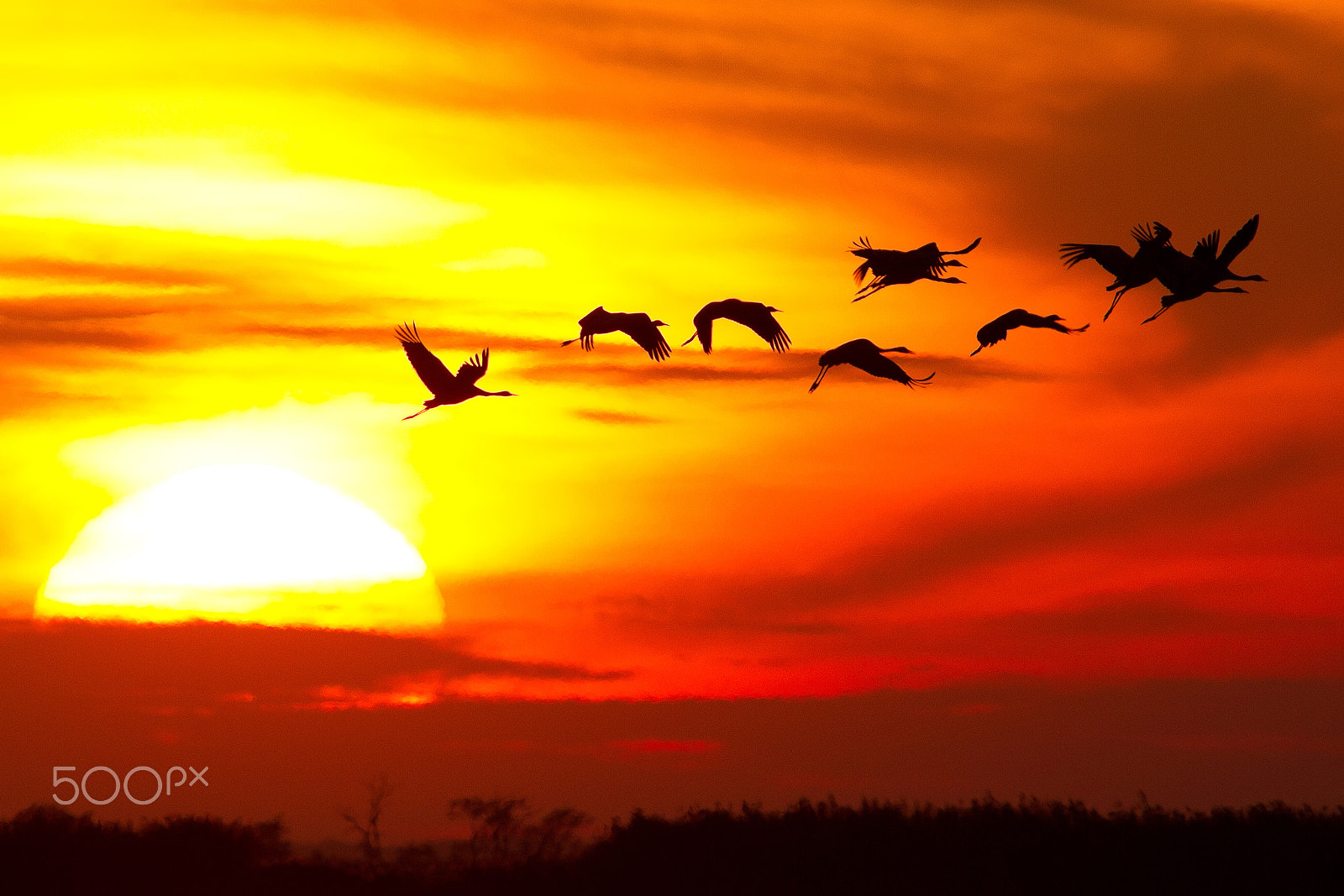 Canon EF 300mm F2.8L IS USM sample photo. Crane photography
